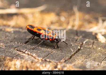 Feuerkäfer (Pyrrhocoris apterus) auf Baumrinde, Dompierre-sur-Besbre, Frankreich. Stockfoto