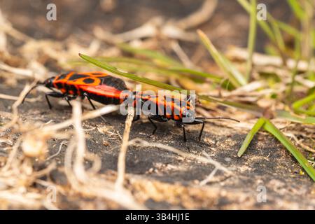 Feuerkäfer (Pyrrhocoris apterus) auf Baumrinde, Dompierre-sur-Besbre, Frankreich. Stockfoto