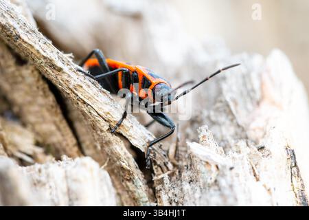 Feuerkäfer (Pyrrhocoris apterus) auf Baumrinde, Dompierre-sur-Besbre, Frankreich. Stockfoto