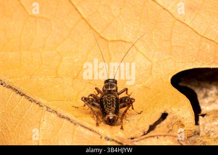 Holzgrille (Nemobius sylvestris) auf einem trockenen Blatt in Dompierre-sur-Besbre, Frankreich. Stockfoto
