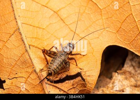 Holzgrille (Nemobius sylvestris) auf einem trockenen Blatt in Dompierre-sur-Besbre, Frankreich. Stockfoto