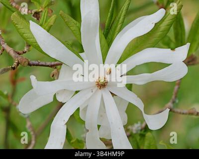 Die weiße Sternmagnolie blüht mit feinen Blütenblättern und einem gelb-grünen Ovar. Ein Frühlingswunder in voller Blüte. Stockfoto