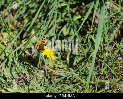 Ein Netzfalter sitzt auf einer hellgelben Blume. Der Moment fängt die Schönheit der Natur und des Insektenlebens ein. Stockfoto
