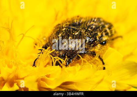 Weißgefleckter Rosenscheuer (Oxythyrea funesta), der sich von einer gelben Blume ernährt, die mit Pollen bedeckt ist. Der Scarabaeidae-Käfer aus der Familie Scarabaeidae Stockfoto