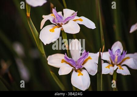 Afrikanische Iris Dietes iridioides 16569 Stockfoto
