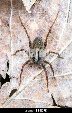 Wolfsspinne Pardosa sp. Versteckt sich zwischen Steinen, frontale Nahaufnahme mit haarigem Körper, Augen und natürlicher Tarnung auf felsigem Untergrund. Stockfoto