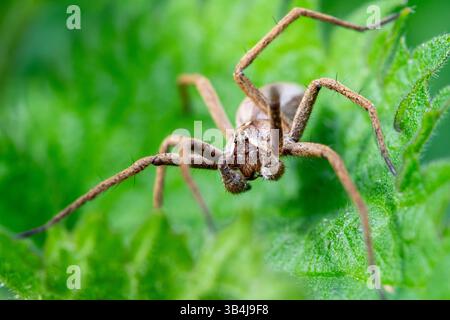 Baumspinne Pisaura mirabilis auf einem grünen Blatt, dorsale Ansicht mit langen Beinen und natürlicher Tarnung in der Vegetation. Stockfoto
