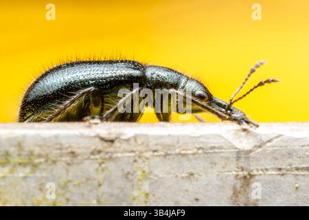 Rhynchitidae Beetle (Coleoptera), Profilansicht auf Holz, die seine markante Form und Textur in einem scharfen Makrobild zeigt. Stockfoto