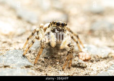 Salticus scenicus (Salticidae), Zebraspringende Spinne, die auf einer Steinoberfläche liegt – Makroansicht, die ihr markantes Schwarz-weiß-Muster und große Augen zeigt Stockfoto