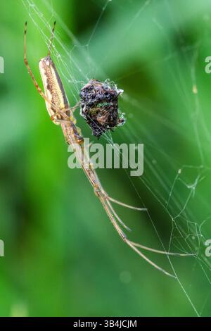 Langkiefer-Orbflederspinne Tetragnatha sp. Auf dem Netz, das gewickelte Beute hält, zeigt ausgedehnte Körper und Beine in natürlichem Lebensraum. Stockfoto