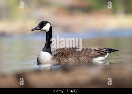 Kanadische Gans (Branta canadensis) - Brevard, North Carolina, USA Stockfoto