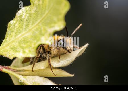 Andrena nitida einsame Biene, die auf einem grünen Blatt ruht, zeigt ihre komplizierten Körpermarkierungen und ihre friedliche Haltung in einer Makroaufnahme. Stockfoto