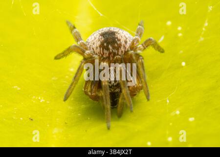 Dictyna Spez. Die Spinne liegt auf einem grünen Blatt und zeigt in einer Makroaufnahme ihre zarte Form und die detaillierten Körpermarkierungen. Stockfoto