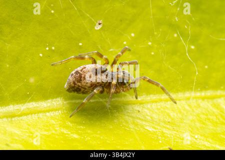 Dictyna Spez. Die Spinne liegt auf einem grünen Blatt und zeigt in einer Makroaufnahme ihre zarte Form und die detaillierten Körpermarkierungen. Stockfoto