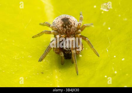 Dictyna Spez. Die Spinne liegt auf einem grünen Blatt und zeigt in einer Makroaufnahme ihre zarte Form und die detaillierten Körpermarkierungen. Stockfoto