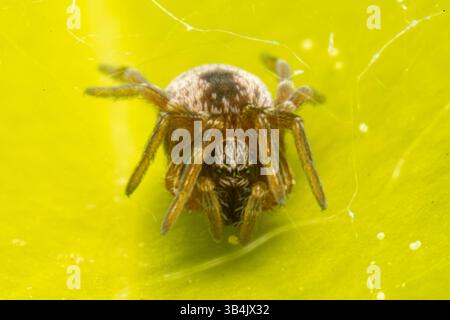 Dictyna Spez. Die Spinne liegt auf einem grünen Blatt und zeigt in einer Makroaufnahme ihre zarte Form und die detaillierten Körpermarkierungen. Stockfoto