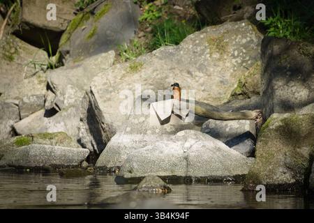 Alcedo bei diesem alias gewöhnlichen eisvogel fischt in seinem Habitat auf dem Müll. Fisch in seinem Schnabel. Seltener Vogel in der Tschechischen republik. Stockfoto