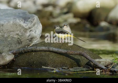 Motacilla cinerea, auch bekannt als Graubachtel, und ihr Baby hockten auf dem Stein im Fluss. Gewöhnlicher Vogel in Tschechien in seinem Lebensraum. Stockfoto