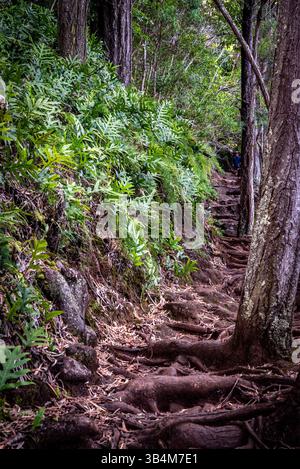 Wanderweg im Wald Stockfoto