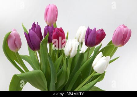 Lila und rosa Tulpen in handgefertigter Glasvase Stockfoto
