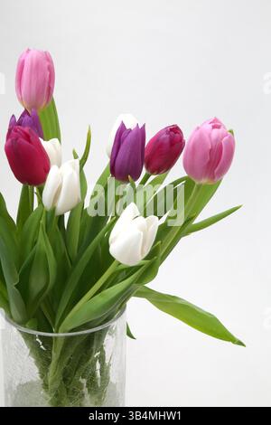 Lila und rosa Tulpen in handgefertigter Glasvase Stockfoto