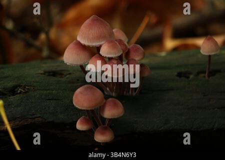 Eine Nahaufnahme von kleinen rosa Pilzen, die aus einem toten Baumstamm in einem Herbstwald wachsen. Aufgenommen im Powell Butte Nature Park in Portland, Oregon Stockfoto