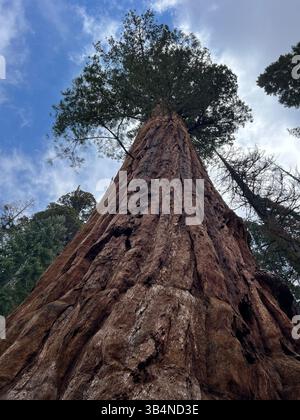 Niedrigwinkelfoto eines riesigen Mammutbaums mit detaillierter Rinde und Baldachin vor einem Frühlingshimmel im Kings Canyon National Park, Kalifornien. Stockfoto