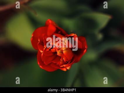 Mohnblume aus nächster Nähe von oben Stockfoto