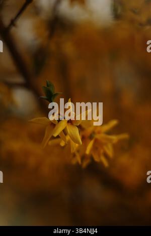 Gelbe Blumen auf dem Baum schließen den Frühling blühend mit verschwommenem Hintergrund Stockfoto
