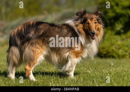 Porträt eines weiblichen Sheltie-Hundes in einem Garten im Frühling draußen Stockfoto