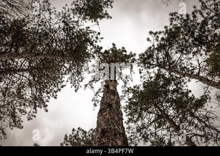 Blick aus der Wurmperspektive auf hoch aufragende Kiefern; zerklüftete Rinde und radiale Äste umrahmen einen grauen Himmel in einer dramatischen Aufwärtskomposition, die die Pracht der Nadelbäume feiert Stockfoto