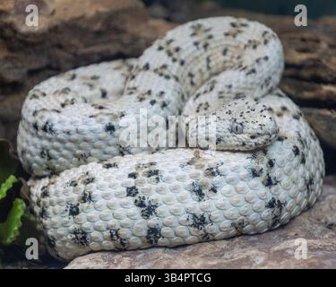 Eine seltene Wüstenschlange mit einem markanten weißen und schwarzen Muster ist bequem auf einer felsigen Oberfläche gewickelt. Die Kulisse zeigt einen natürlichen Lebensraum, illu Stockfoto