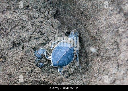 Kleine grüne Schildkröten (Chelonia mydas) im Nest und bereit, in Costa Rica zum Ozean zu kriechen. Stockfoto