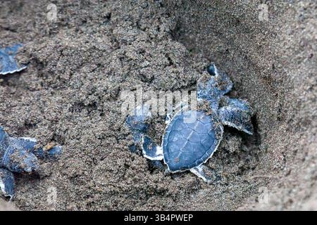 Kleine grüne Schildkröten (Chelonia mydas) im Nest und bereit, in Costa Rica zum Ozean zu kriechen. Stockfoto