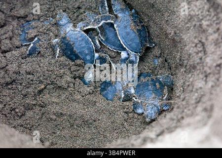 Kleine grüne Schildkröten (Chelonia mydas) im Nest und bereit, in Costa Rica zum Ozean zu kriechen. Stockfoto