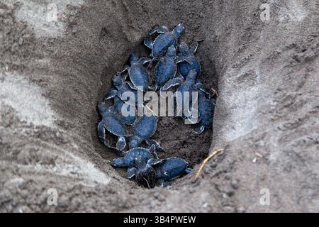 Kleine grüne Schildkröten (Chelonia mydas) im Nest und bereit, in Costa Rica zum Ozean zu kriechen. Stockfoto