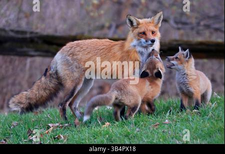Daddy Fuchs spielt mit seinen Babys im Gras, Kanada Stockfoto