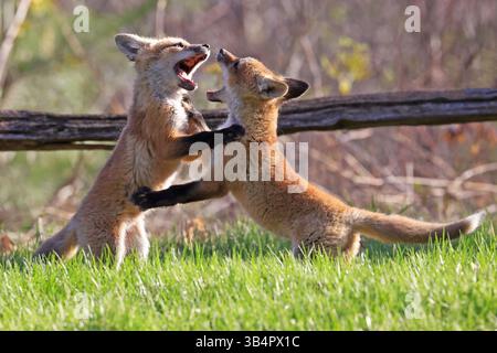 Rotfüchse spielen auf dem Gras, Kanada Stockfoto