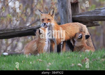 Die Mutter Fuchs und ihre Babys auf dem Gras, Kanada Stockfoto