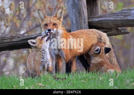 Die Mutter Fuchs und ihre Babys auf dem Gras, Kanada Stockfoto