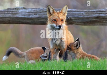 Die Mutter Fuchs und ihre Babys auf dem Gras, Kanada Stockfoto
