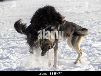 Zwei Hunde spielen fröhlich im Schnee, hüpfen und toben zusammen unter der hellen Sonne in einer lebhaften Parklandschaft und fangen den Geist der Wonne ein Stockfoto