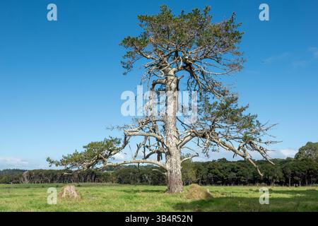 Alte Kiefer mit Alter im hohen Norden Neuseelands Stockfoto