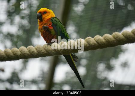 Ein leuchtender Sonnenbarsch-Papagei mit leuchtenden gelben, orangen und grünen Federn, die auf einem Seil in einer Voliere thront. Tilgate Nature Centre UK Stockfoto