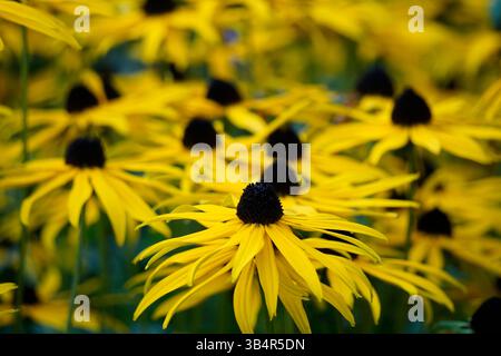 In einem lebhaften Sommergarten blühen schwarzäugige Susan-Blüten mit hellgelben Blütenblättern und dunklen Zentren. Stockfoto