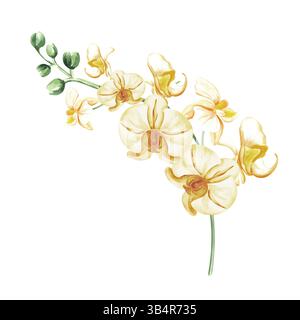 Gelbe Orchideenblüten auf Ast-Aquarellabbildung isoliert. Exotische tropische Blütepflanze für die Gestaltung des Frühlingsdschungels. Handgezeichnete phalaenopsis Stockfoto