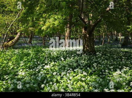 Wilder Knoblauch und Blauglocken in voller Blüte in alten Wäldern in der Nähe von Little Bayhem am hohen weald East Sussex und Kent Grenze Südosten Englands Großbritannien Stockfoto