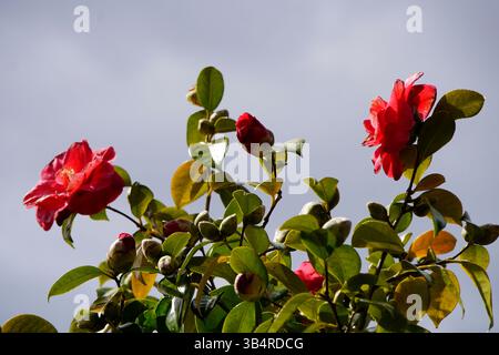 Rote Kamelie blüht und Knospen auf einem grünen Sträucher vor einem bewölkten grauen Himmel in einer Gartenumgebung. Leith Hill, England Stockfoto