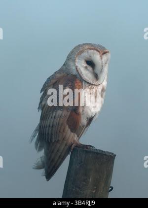 Wilde ausgewachsene Eulen (Tyto alba), die an einem nebeligen Morgen in Oxfordshire kurz vor Sonnenaufgang thronten Stockfoto