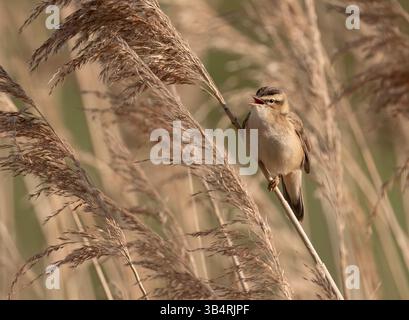 Acrocephalus schoenobaenus Stockfoto